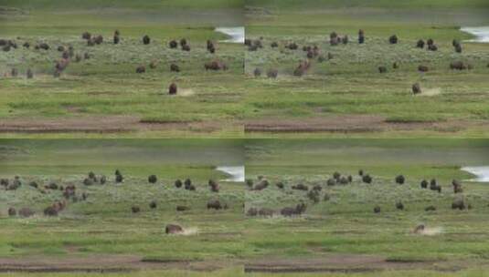 黄石国家公园远处的水牛吃草高清在线视频素材下载