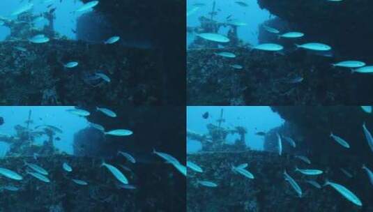 海底下游动的鱼群高清在线视频素材下载