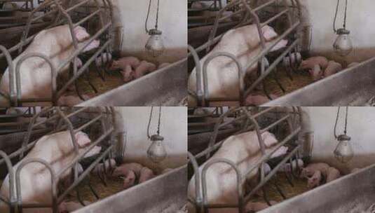 猪舍里的母猪和小猪高清在线视频素材下载