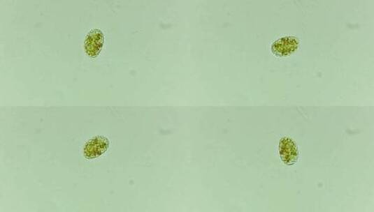 显微镜下的微生物高清在线视频素材下载