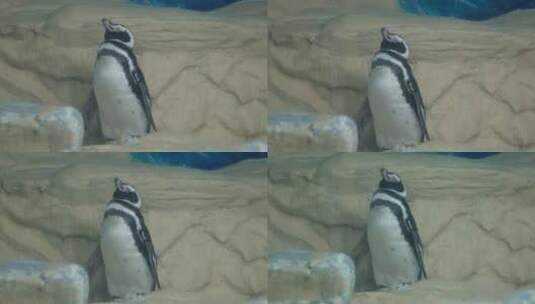 南极企鹅帝王企鹅动物园水族馆高清在线视频素材下载