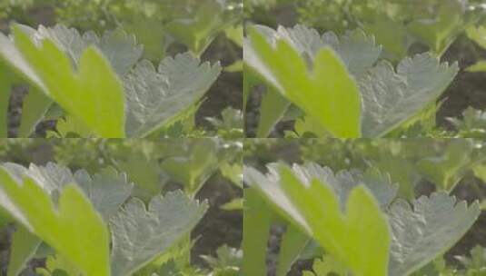 芹菜温室生长微距轨道拍摄LOG素材高清在线视频素材下载
