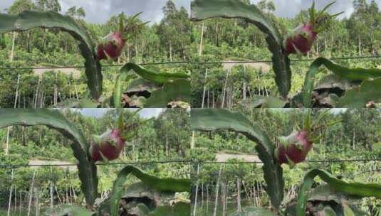 水果种植火龙果4K实拍视频高清在线视频素材下载