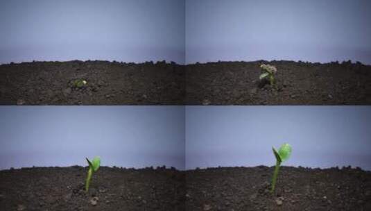 种子生长发芽破土而出高清在线视频素材下载