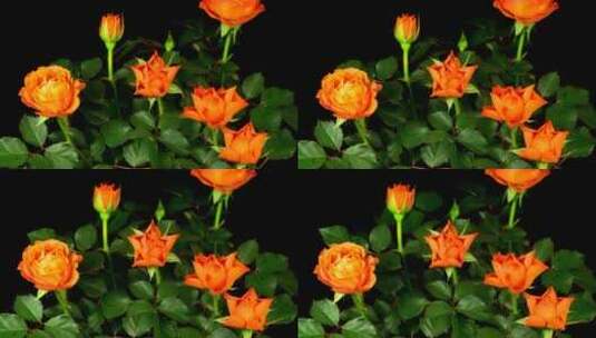 橙色的玫瑰花在灌木丛中开放高清在线视频素材下载