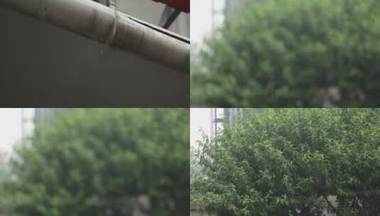 【镜头合集】下雨植物叶子滴水绿叶天空高清在线视频素材下载
