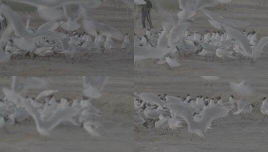 遗鸥成群飞行慢镜头拍摄LOG高清在线视频素材下载