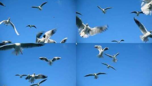 海鸥飞翔试图捕捉食物高清在线视频素材下载