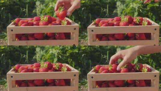 采摘新鲜的草莓高清在线视频素材下载