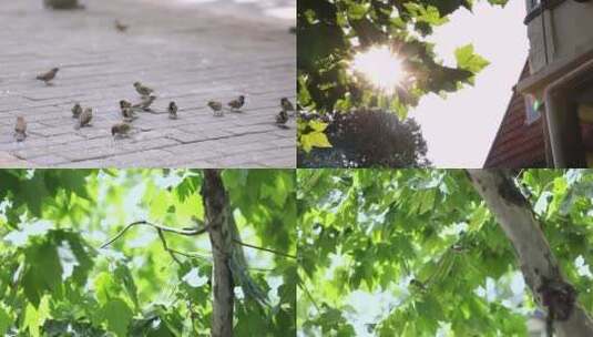 夏天啄食嬉戏的麻雀群高清在线视频素材下载