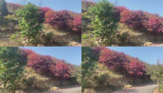 济南市历城区捎近村，秋季满山红叶高清在线视频素材下载
