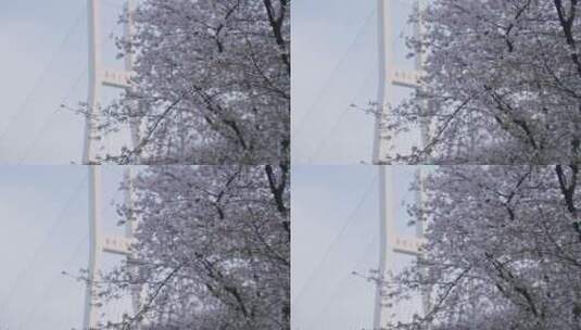 樱花成片与南浦大桥高清在线视频素材下载