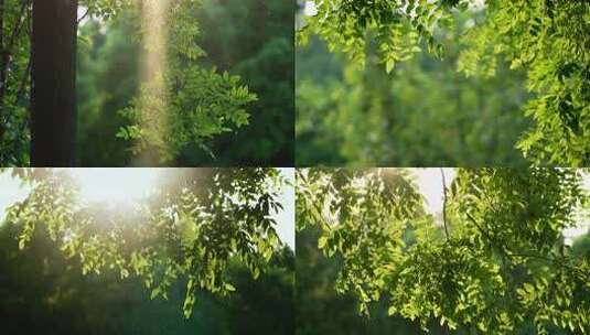 树林光柱阳光透过绿叶空境升格 合集高清在线视频素材下载