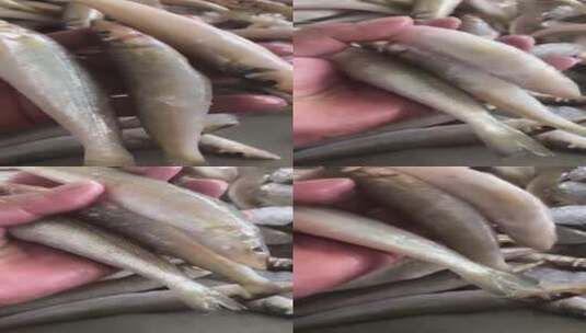 野生沙尖鱼实拍高清在线视频素材下载