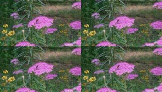 花朵上的大黄蜂马蜂高清在线视频素材下载