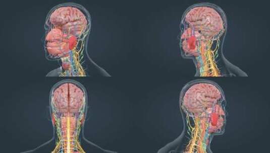 医学人体解剖大脑神经系统人体奥秘高清在线视频素材下载