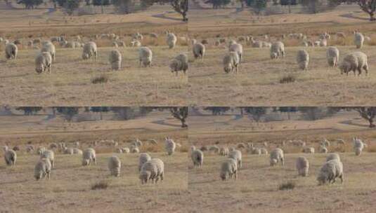 4k草原羊群高清在线视频素材下载