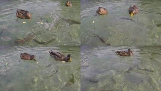 鸭子在水里觅食高清在线视频素材下载