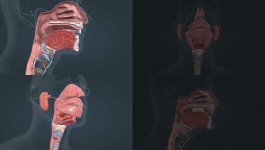 口腔咽和食道吞咽三维人体解剖动画高清在线视频素材下载