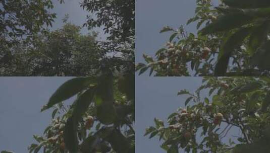 柿子树成熟火晶柿子红色挂满枝头镜头合集高清在线视频素材下载