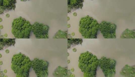 广州海珠湿地公园航拍高清在线视频素材下载