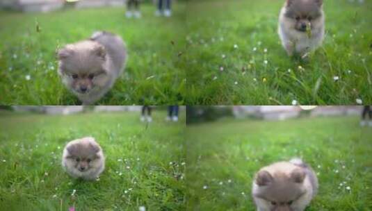 可爱小狗在草坪上奔跑高清在线视频素材下载