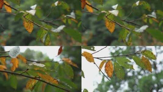 自然写意实拍初秋枯黄的树叶斑点视频高清在线视频素材下载