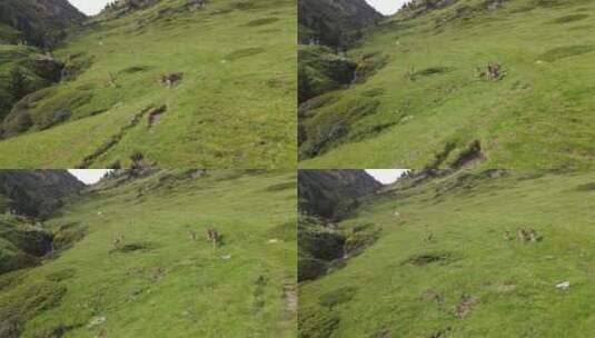 绿色山脉上奔跑的山羊高清在线视频素材下载