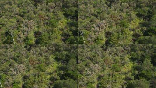 无人机航拍山间树林高清在线视频素材下载