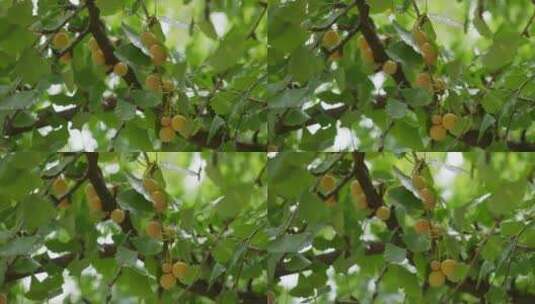 银杏树上的银杏果（白果）高清在线视频素材下载