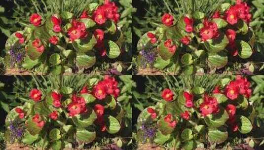 美丽的红色海棠花高清在线视频素材下载