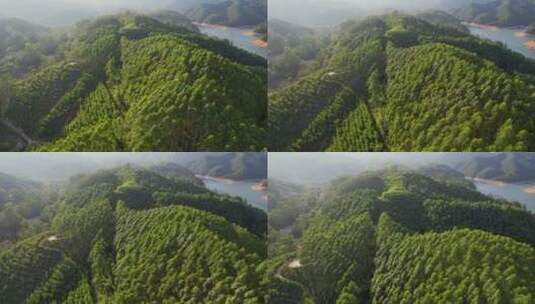 无人机航拍森林景观高清在线视频素材下载