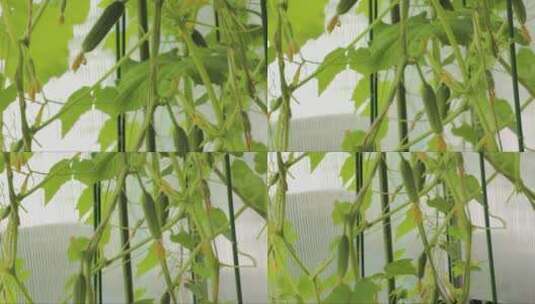 温室中的黄瓜特写高清在线视频素材下载