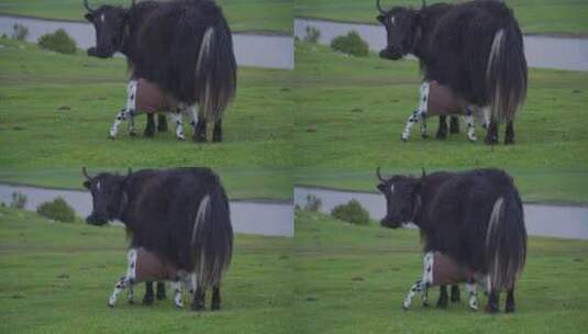 草原上的小牦牛在母牛肚子下吃奶高清在线视频素材下载