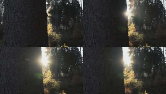 树林间的风景高清在线视频素材下载