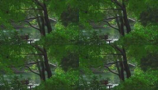 诗画江南植物园林4K 唯美雨水意境 白噪音高清在线视频素材下载