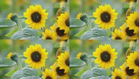 蜜蜂采蜜 向日葵高清在线视频素材下载