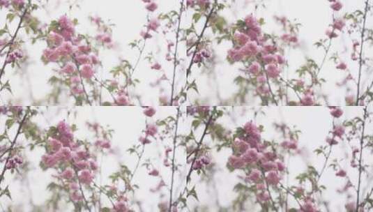 桃花 花朵高清在线视频素材下载