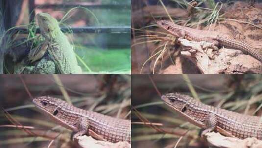 动物世界蜥蜴高清在线视频素材下载