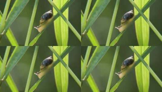 蜗牛特写蜗牛爬在草叶上特写高清在线视频素材下载