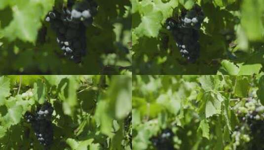 大自然葡萄园正在生长的葡萄高清在线视频素材下载