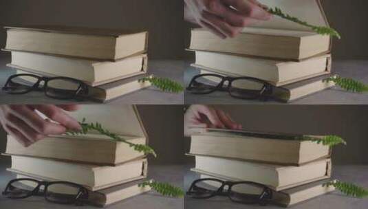 夹在书里的植物特写高清在线视频素材下载