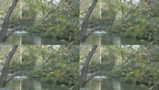 溪流树枝光影高清在线视频素材下载