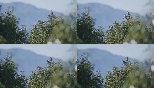 茶树上的鸟群高清在线视频素材下载