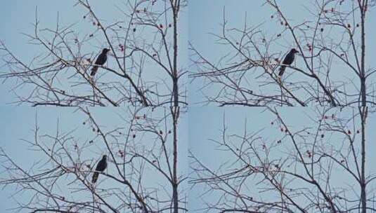 北京四合院胡同冬日树上的小鸟高清在线视频素材下载
