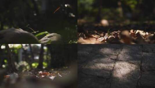 秋天落叶枯树叶慢镜头视频素材高清在线视频素材下载