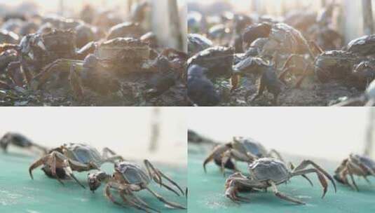 螃蟹丰收高清在线视频素材下载