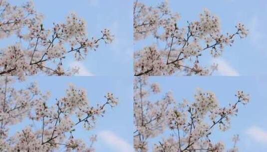 樱花空镜-天空背景-19高清在线视频素材下载