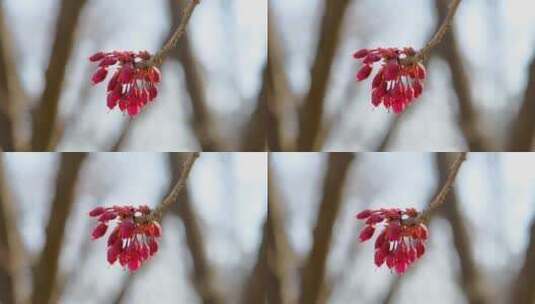 春天微风中含苞待放的樱花高清在线视频素材下载
