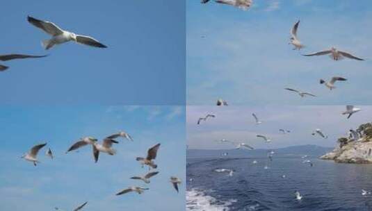 鸟儿在天空飞翔合集高清在线视频素材下载